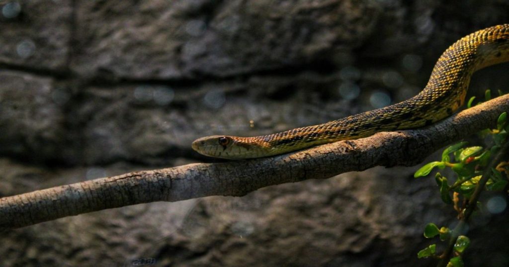Aprenda a estruturar um pipeline escalável em Python que converte gravações brutas em tutoriais finalizados utilizando modelos de IA e FFmpeg.