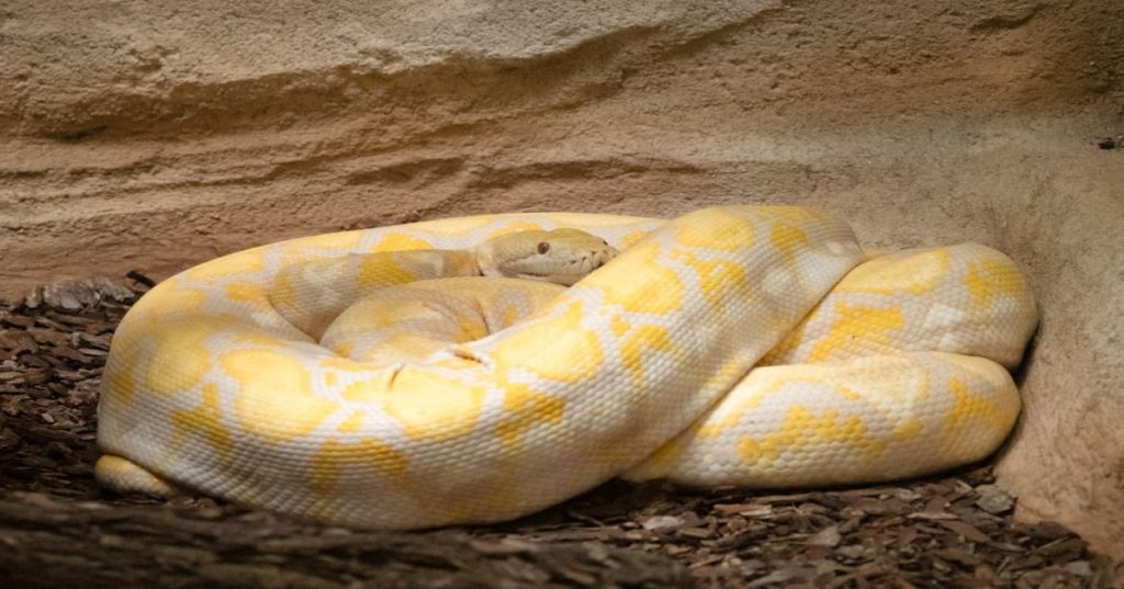 Aprenda a estruturar um pipeline de detecção facial python robusto e performático, abordando desde o alinhamento de pontos até a extração de embeddings.