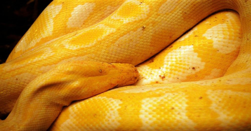 Aprenda a estruturar um pipeline completo de análise de dados e Machine Learning em Python, da ingestão e tratamento até a avaliação de modelos.