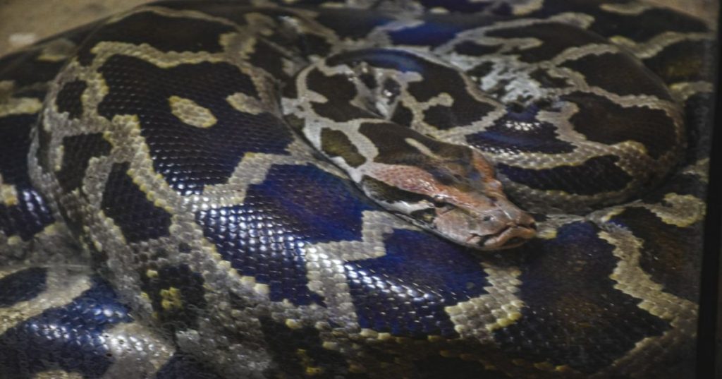 Aprenda a arquitetar um pipeline de dados imobiliários em Python para extrair, normalizar e rastrear históricos de titularidade de imóveis urbanos.