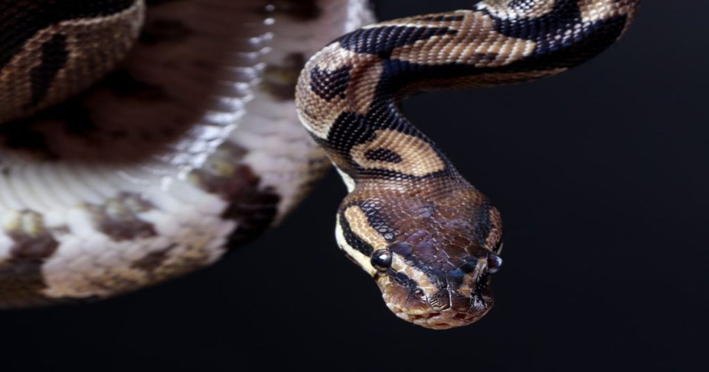 Aprenda a estruturar um pipeline modular em Python para extrair dados via web scraping e transformá-los de JSON para XML com eficiência e robustez.