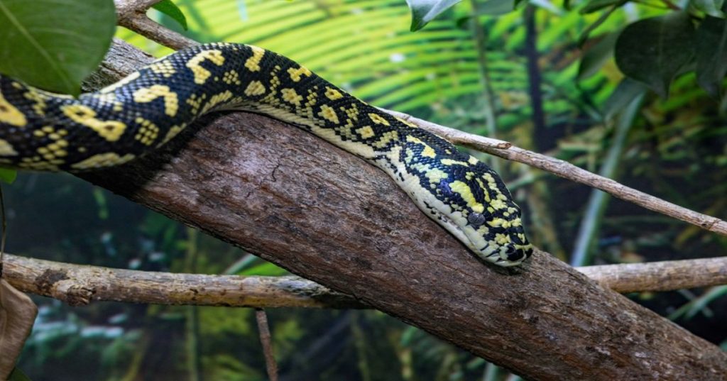Aprenda a arquitetar um sistema compacto de MPPT em Python para processar leituras de irradiância e temperatura em tempo real com máxima eficiência.