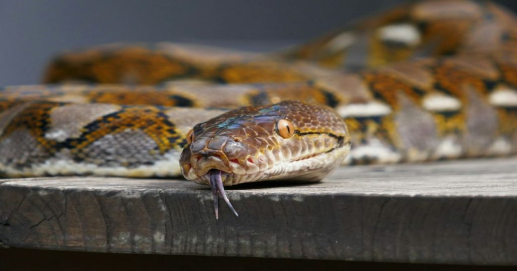 Aprenda a arquitetar e desenvolver uma aplicação web robusta com inteligência artificial no núcleo utilizando Python, FastAPI e processamento assíncrono.