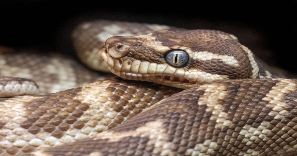 Aprenda a automatizar a extração de código e estruturação de artigos técnicos de software aprofundados usando Python e técnicas de IA.