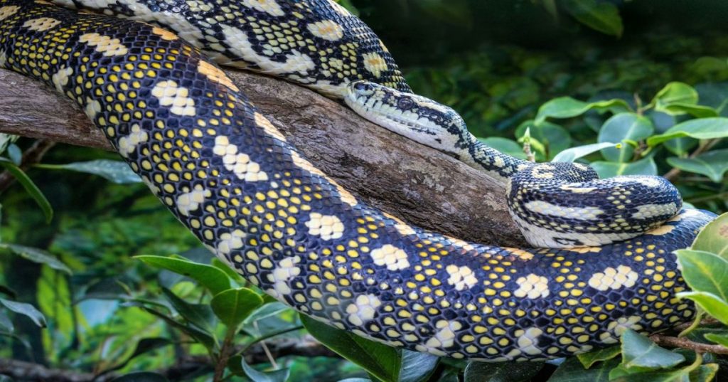 Aprenda a criar um analisador de erros Python em tempo real estilo compilador com AST e monitoramento de arquivos para validar seu código continuamente.