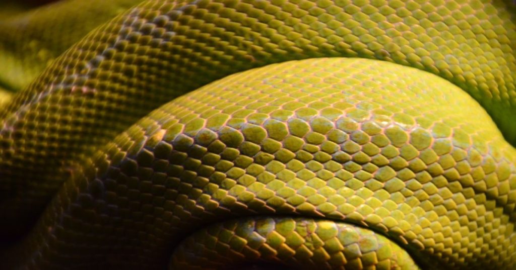 Aprenda a estruturar um bot de opções em Python integrando dados de fluxo do Bookmap à API da Dhan com segurança, assincronismo e baixa latência.