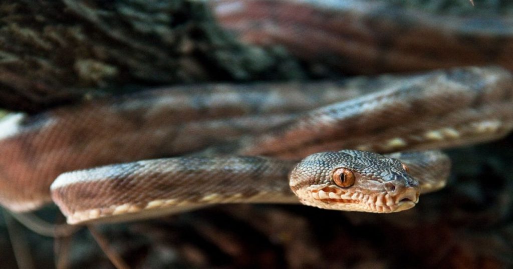 Aprenda a construir um pipeline em Python para extrair transcrições do YouTube, resumir com IA e gerar relatórios editáveis em PDF com alta performance.