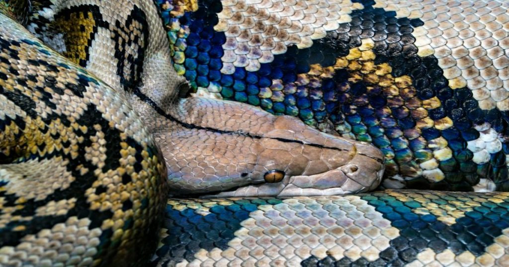 Aprenda a criar um sistema de recomendação baseado em imagens usando Python, PyTorch e Faiss para catálogos visuais com alta precisão e baixa latência.