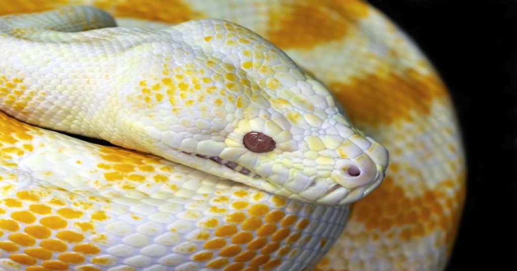 Aprenda a arquitetar um sistema de recomendação comportamental em Python para analisar a navegação on-site e entregar conteúdo personalizado em tempo real.