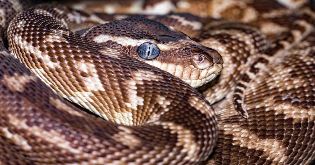 Aprenda a rastrear e corrigir erros de sintaxe ocultos em Python no VSCode usando análise estática com AST, linters modernos e configurações de diagnóstico.