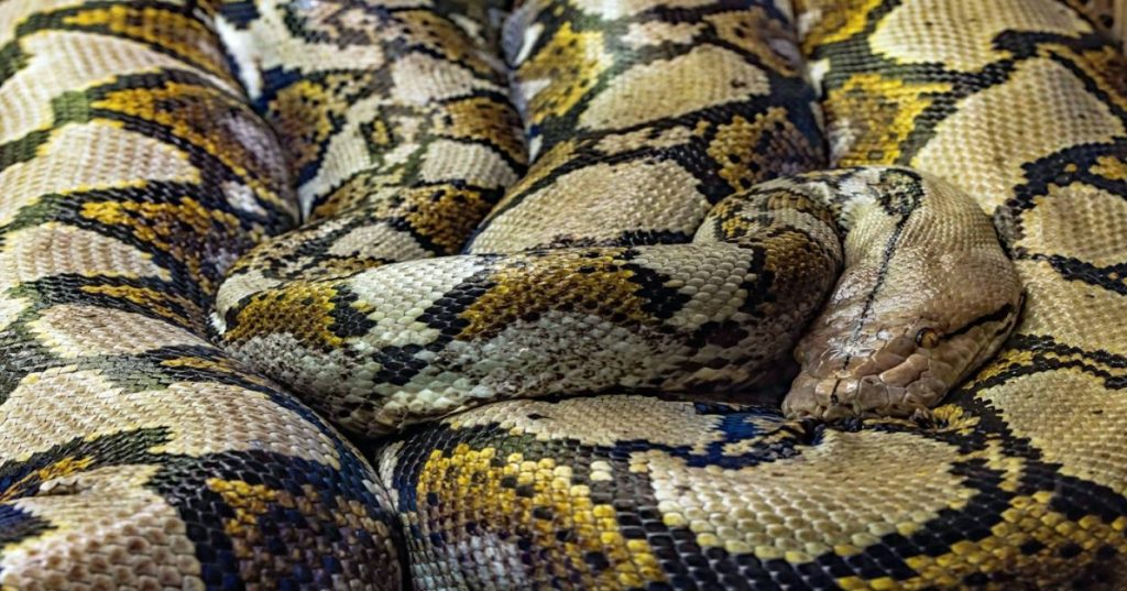 Aprenda a estruturar um protótipo de web app para a área da saúde utilizando Python e FastAPI, focando em validação de dados e segurança.
