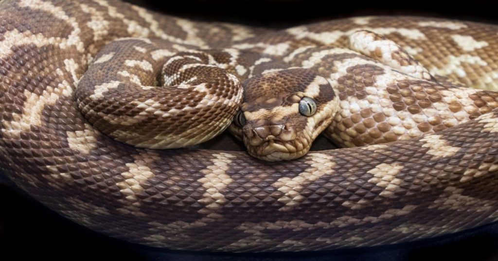 Descubra como automatizar a conversão e modernização de aplicativos legados integrando pipelines em Python, análise de código e inteligência artificial.