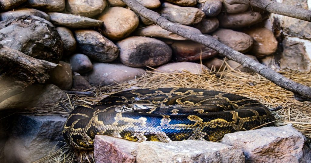 Aprenda a montar, integrar e validar um laboratório Cisco SD-WAN e SDA utilizando automação Python para troubleshooting rápido e testes de infraestrutura.