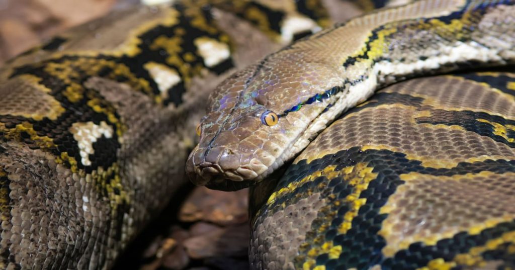 Aprenda a estruturar a integração de chatbot com IA agêntica usando Python, orquestração de ferramentas e fluxos autônomos para sistemas em produção.