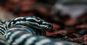 Aprenda a automatizar a extração precisa de textos em múltiplos PDFs para planilhas Excel utilizando Python, pdfplumber e pandas sem perda de dados.