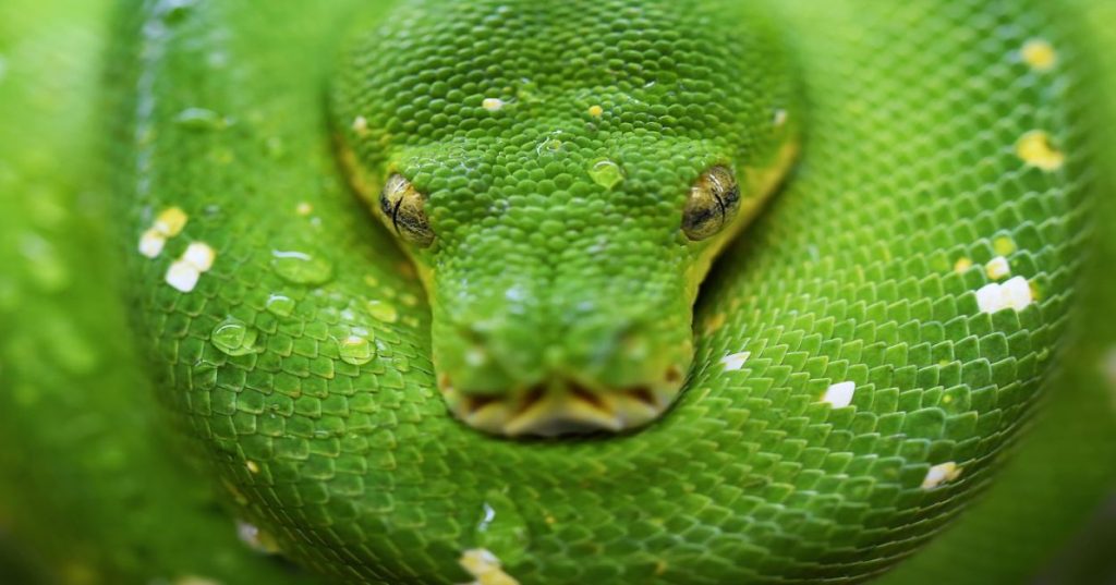 Aprenda a construir um pipeline automatizado em Python para substituição de atores com inteligência artificial e composição digital em vídeos longos.
