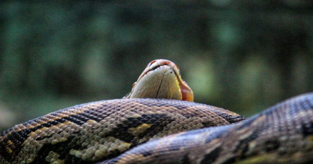Aprenda a construir um módulo de abertura de empresas no Reino Unido integrando a API do Companies House com automações robustas em Python.