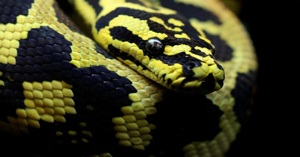Aprenda a integrar sistemas de trading automatizados a APIs de prop firms com Python, implementando controle de risco rigoroso e conexões de baixa latência.