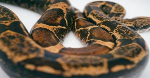 Saiba como integrar Zoho CRM e Zoho Books ao padrão de seguros CSIO (Canadá) via pipeline seguro em Python para automatizar apólices e contabilidade.