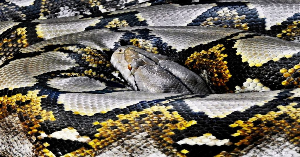 Aprenda a transformar um protótipo de chat em Python em um sistema escalável e seguro, utilizando WebSockets, arquitetura assíncrona e Redis.