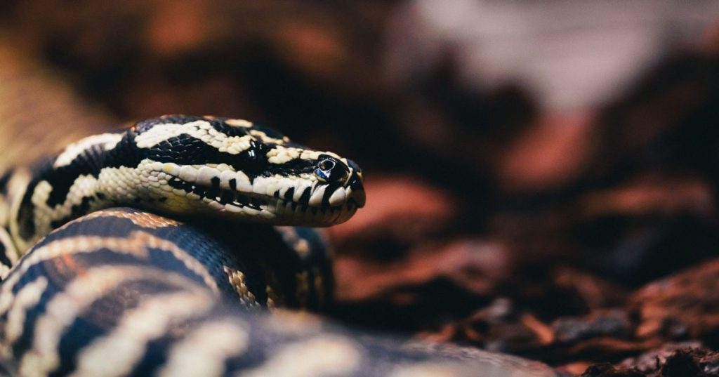 Aprenda a estruturar um pipeline em Python para limpar, padronizar e reformatar arquivos CSV e Excel com alto desempenho e sem retrabalho manual.