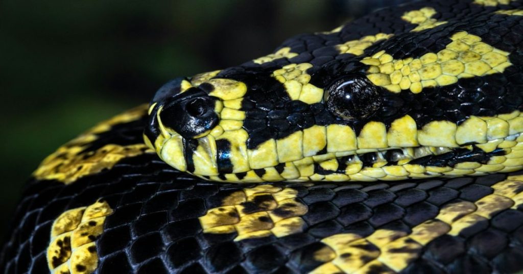 Aprenda a estruturar um pipeline em Python para limpar, modelar e carregar dados brutos diretamente no Power BI, criando dashboards profissionais.