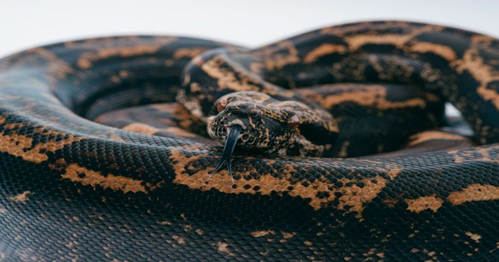 Aprenda a integrar visão computacional e análise de tráfego de rede em tempo real com Python e IA para criar um sistema de vigilância convergente.