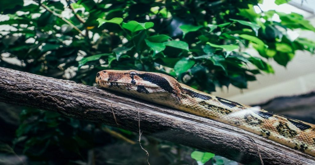 Aprenda a arquitetar e desenvolver um motor de busca full stack customizável utilizando Python, indexação vetorial e APIs de alto desempenho.