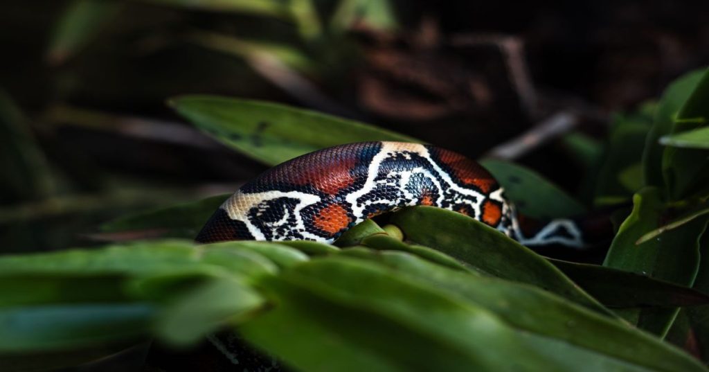 Aprenda a estruturar o aprendizado prático de IA com Python, saindo do básico até padrões de produção, pipelines modulares e automação de inferência.