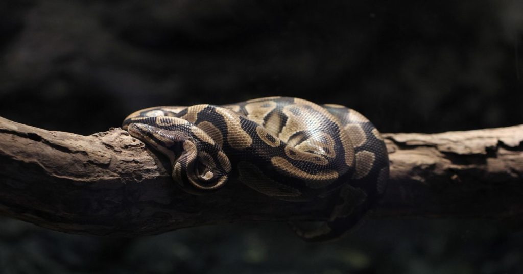 Aprenda a estruturar seus estudos em Machine Learning e IA Generativa com Python. Um guia técnico focado em código prático, RAG e prontidão para o mercado.