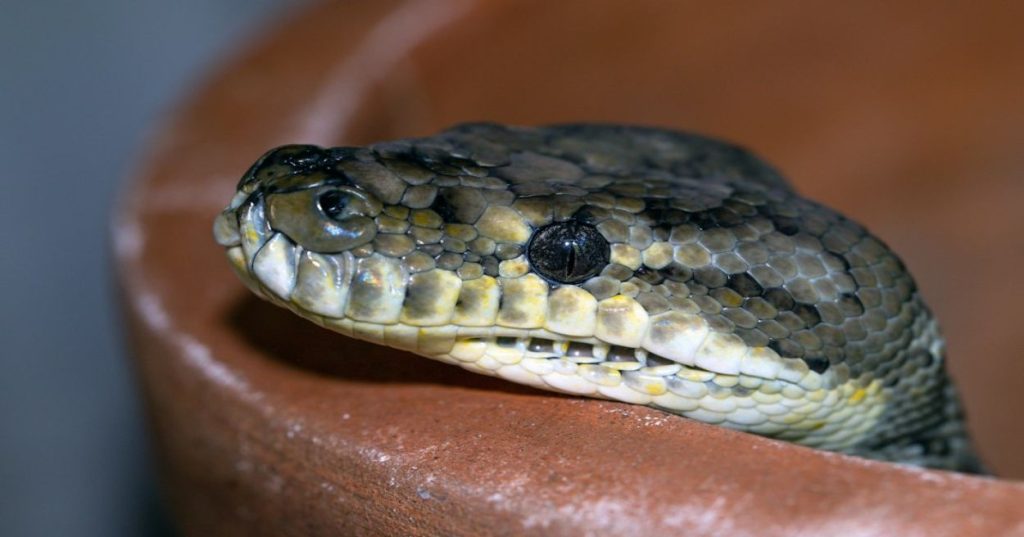 Descubra como avaliar a generalização de modelos de EEG para detecção de convulsões em Python usando Leave-One-Subject-Out e métricas clínicas reais.