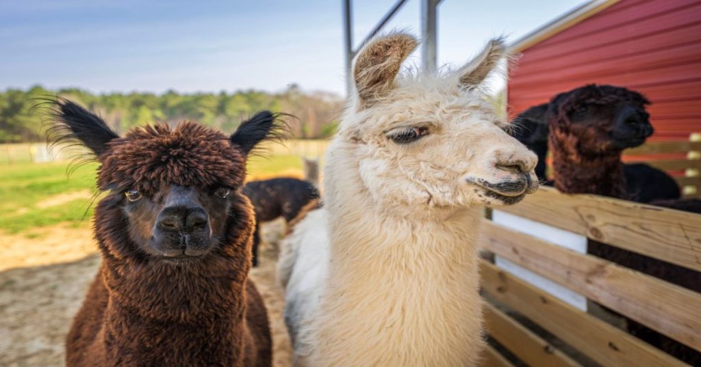 Aprenda a integrar streaming de dados em tempo real da Alpaca com WebSockets em Python para alimentar assistentes e algoritmos de trading com IA.