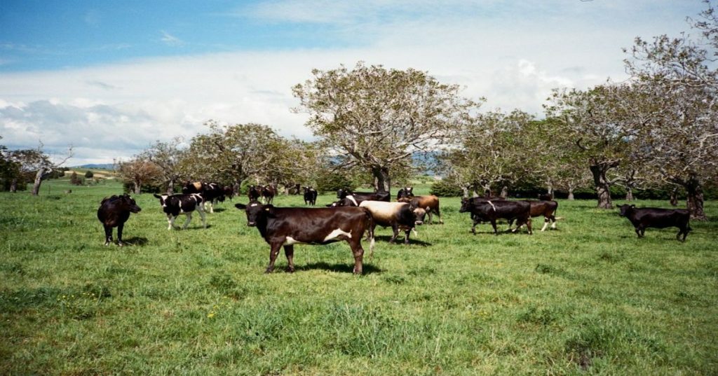 Aprenda a arquitetar a integração de sistemas de farmácia customizados com o Riayati (MOHAP), garantindo padrões FHIR, segurança e alta resiliência.
