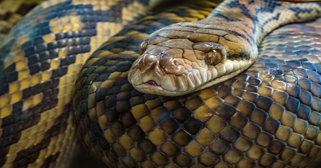 Aprenda a construir um pipeline em Python com OCR e IA para processar e extrair dados contábeis de centenas de PDFs escaneados com alta precisão.