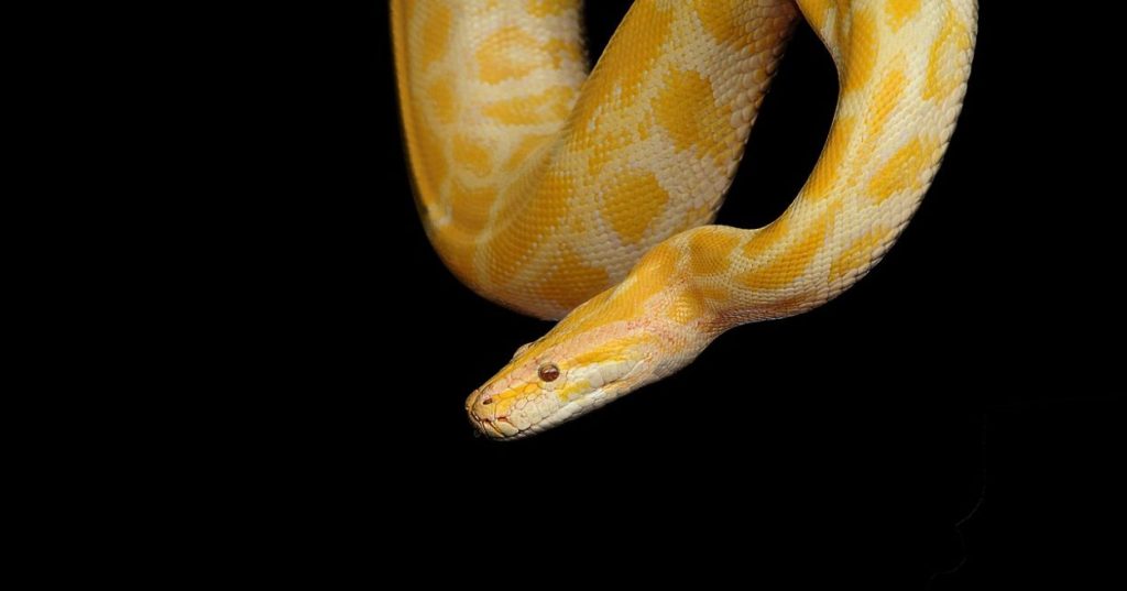 Aprenda a construir um modelo preditivo de otimização de estoque no varejo com Python, Machine Learning e previsão dinâmica de demanda.