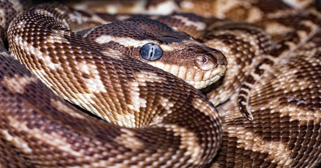 Aprenda a estruturar um pipeline de ponta a ponta para análise de dados científicos em Python, cobrindo pré-processamento, validação e modelagem.