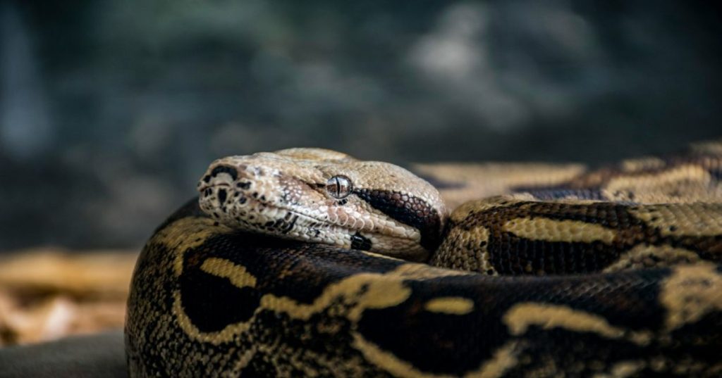 Aprenda a estruturar pipelines em Python para processar grandes volumes de dados planetários e sintetizar evidências quantitativas de vida em escala global.