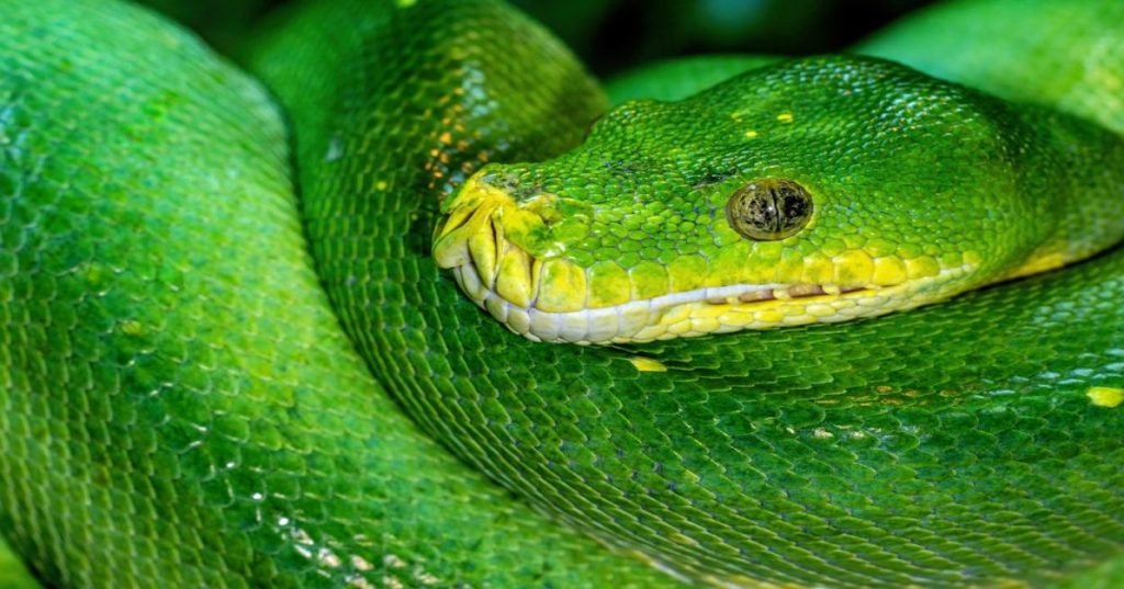 Aprenda a automatizar o reconhecimento de padrões em séries temporais usando Python e IA para identificar comportamentos recorrentes em tempo real.