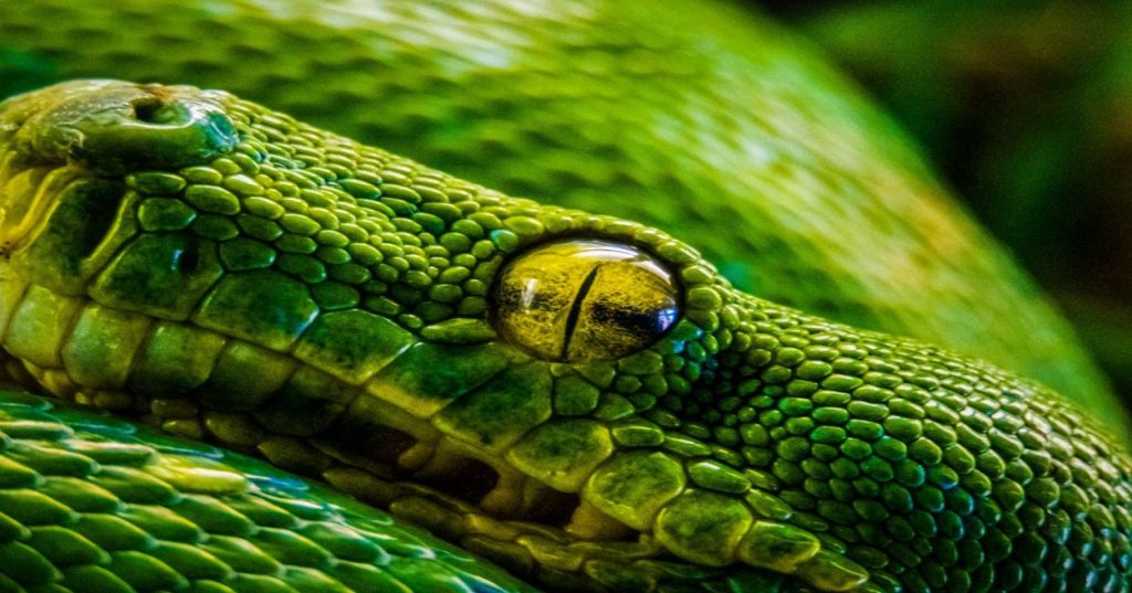 Aprenda a estruturar o suporte técnico para aplicações LLM e GenAI com Python. Implemente monitoramento, triagem automatizada e eleve a confiabilidade.
