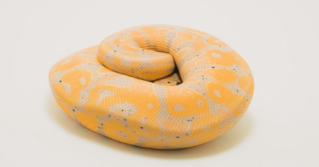 Aprenda a estruturar um pipeline em Python para extrair e normalizar dados históricos de corridas de cavalos do TAB australiano com eficiência e escalabilidade.