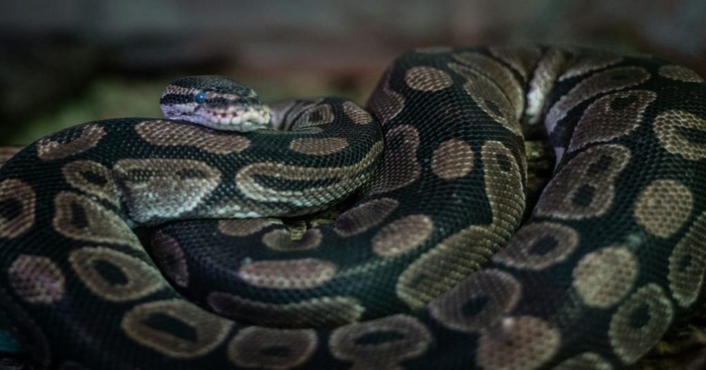Aprenda a estruturar uma análise descritiva de dados financeiros com Python. Automatize o processamento de relatórios contábeis com Pandas e estatística.