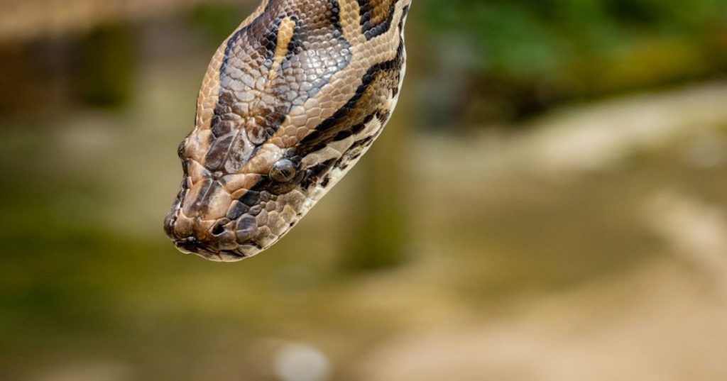 Aprenda a projetar uma arquitetura de dados para Big Data com Python. Otimize ingestão, particionamento e modelagem analítica de alta performance.