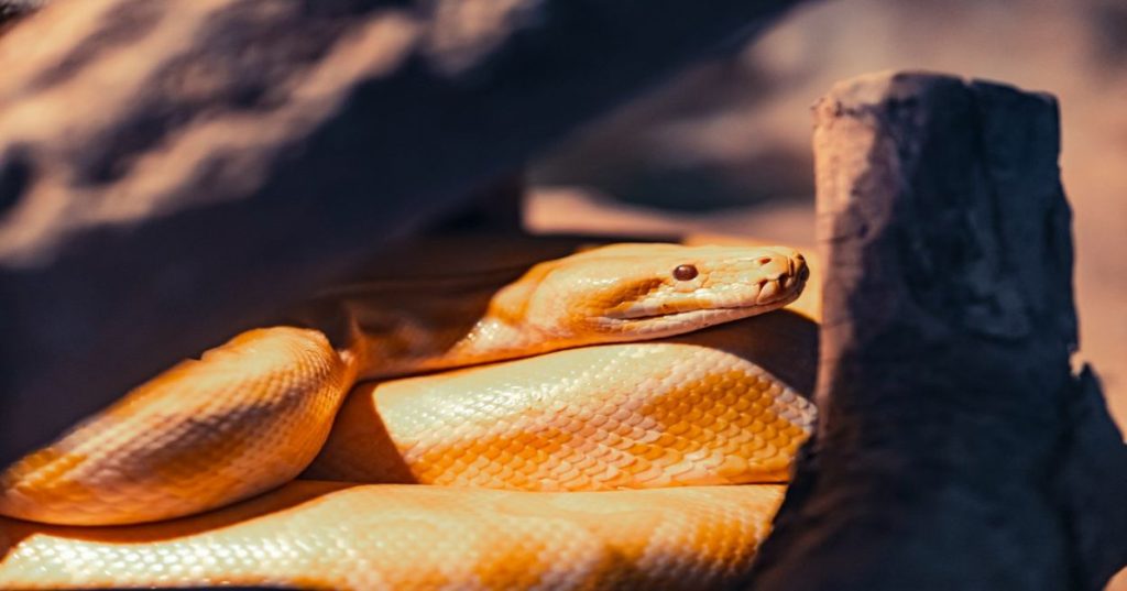 Descubra como projetar e implementar agentes de IA corporativos com Python, focando em automação de workflows, chamadas seguras de ferramentas e arquitetura escalável.