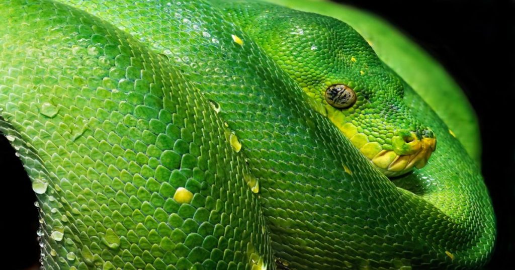 Aprenda a eliminar processos manuais em logística implementando automação de supply chain com IA e Python para otimizar custos e prever demandas.