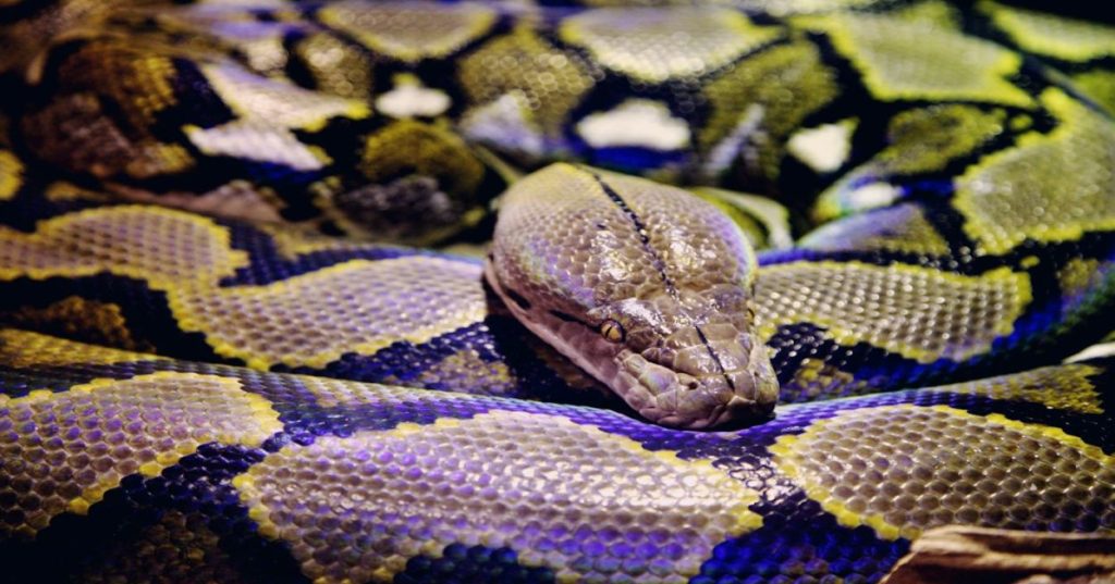 Aprenda a acelerar a investigação forense e a análise de malware desenvolvendo pipelines automatizados em Python integrados com Inteligência Artificial.