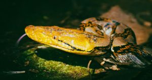 Aprenda a auditar e otimizar pipelines Python de análise de documentos com LLMs, reduzindo custos de API, latência e alucinações de dados.