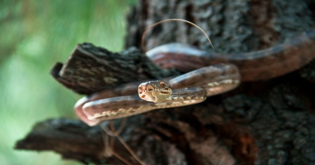 Aprenda a estruturar um pipeline em Python com OCR e Inteligência Artificial para extrair dados de PNG, JPEG e PDF diretamente para planilhas Excel.