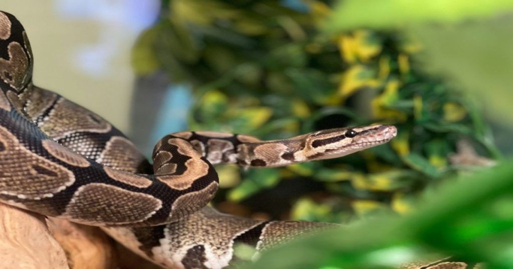 Aprenda a tratar planilhas brutas do Excel com Python e estruturar dashboards corporativos de alto desempenho no Power BI de forma automatizada.