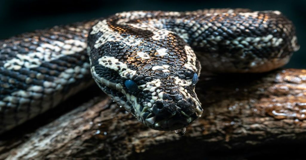 Aprenda a arquitetar uma plataforma de chamadas outbound B2B usando IA, Python e WebSockets com processamento de áudio em tempo real e baixa latência.