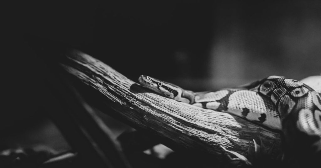 Aprenda a estruturar um dashboard de volatilidade FX em Python para monitorar superfícies de 52 pares de moedas com alta performance e baixa latência.